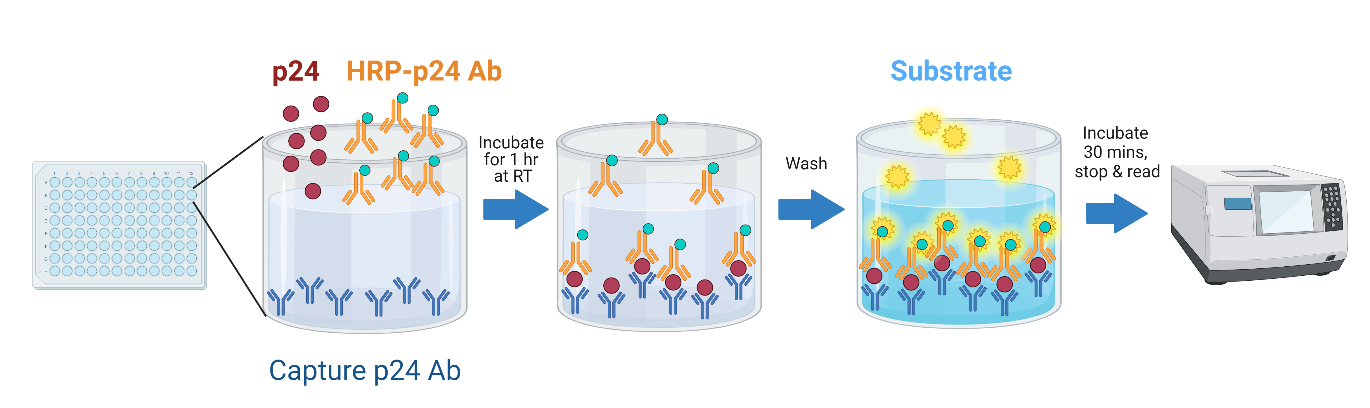 Lentivirus titration by p24 ELISA